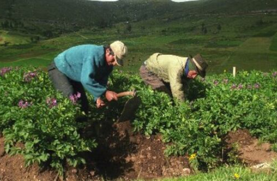 Especialistas sugieren regular uso del agua en actividades agrícolas, ¿por qué?