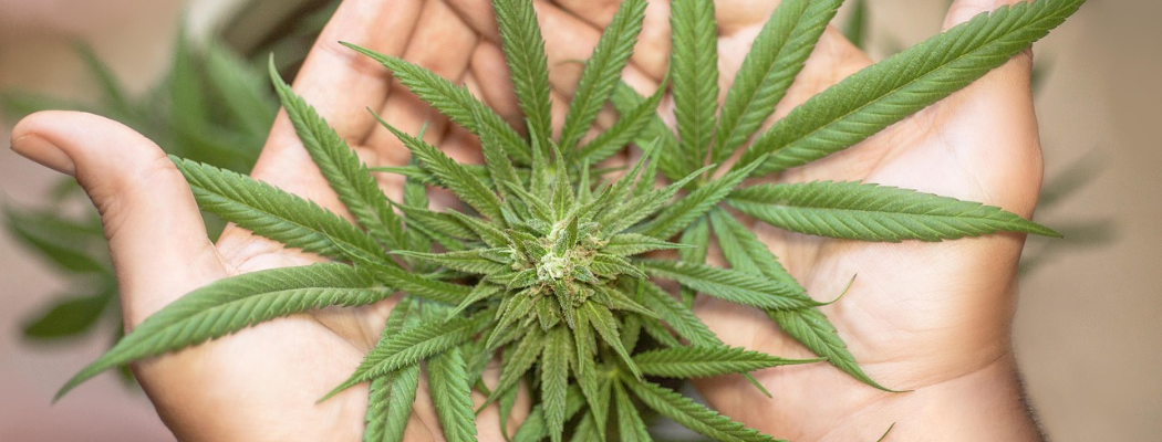 Consumo de marihuana: ¿puede ser causal de despido?