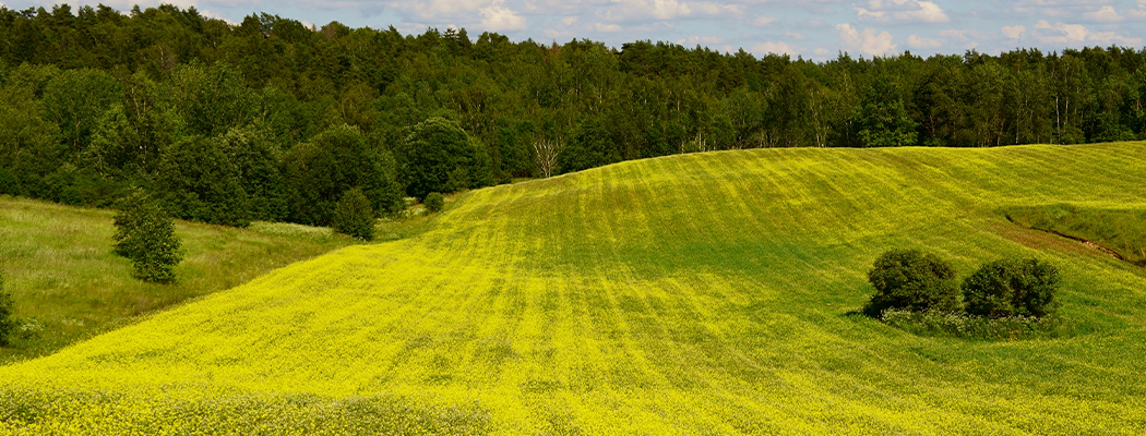 Manual para la ejecución de la etapa de calificación en los procedimientos de saneamiento físico legal y formalización de predios rústicos
