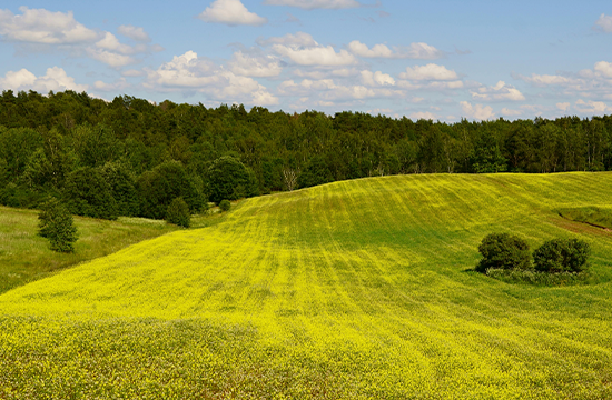 Manual para la ejecución de la etapa de calificación en los procedimientos de saneamiento físico legal y formalización de predios rústicos