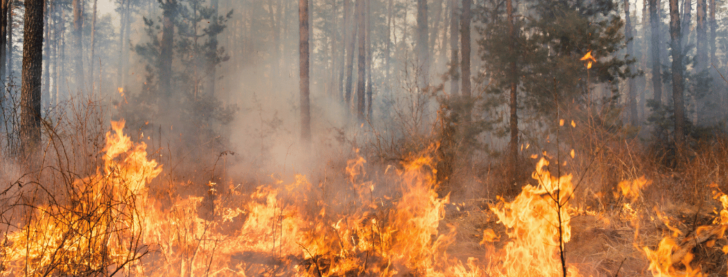 Hasta $37.500 millones de multa puede enfrentar por provocar incendios